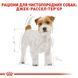 Сухой корм Royal Canin (Роял Канин) для собак породы Jack Russel Terrier (Джек-рассел-терьер) 1,5 кг. 21000159 фото 2