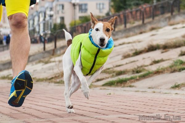 Курточка для собак Collar AiryVest, двусторонняя, L55, cалатово-голубая 41494794 фото