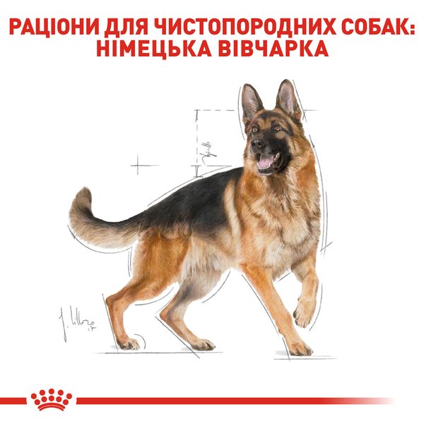 Сухой корм Royal Canin (Роял Канин) для собак породы German Shepherd (Немецкая овчарка) 11 кг. 2518110 фото