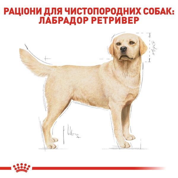 Сухой корм Royal Canin (Роял Канин) для собак породы Labrador (Лабрадор-ретривер) 12 кг. 2487120 фото