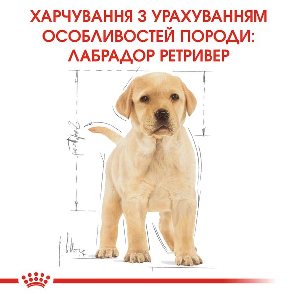 Сухой корм для щенков Лабрадора Royal Canin (Роял Канин) Labrador Puppy 12 кг. 24911201 фото