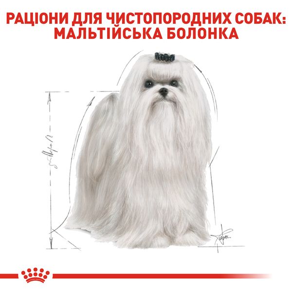 Сухой корм Royal Canin (Роял Канин) для собак породы Maltese (Мальтийская болонка) 500 г. 3995005 фото