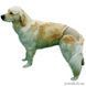 СПЕЦЦЕНА!!! Трусы для собак бежевые 24-31 см 1581009 фото 2