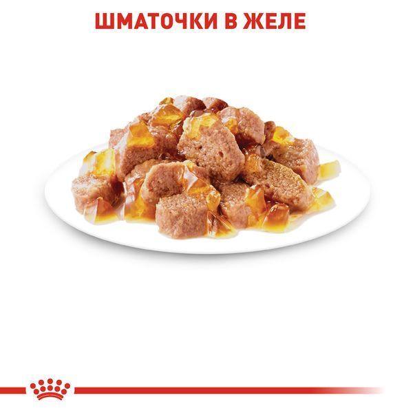 Вологий корм Royal Canin (Роял Канін) Intense Beauty для краси шкіри та шерсті пауч (у желе) 85 г/12 шт. RC 4151001 (x12) фото