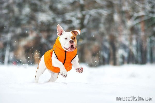 Курточка для собак Collar AiryVest, двусторонняя, M40, оранжево-cалатовая 41494753 фото
