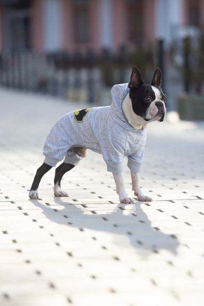 Комбинезон для собак WAUDOG Clothes, рисунок "Бэтмен лого", софтшелл, M47, B 64-70 см, С 44-50 см 311-2001 фото
