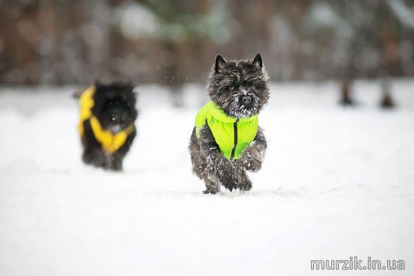 Курточка для собак Collar AiryVest, двусторонняя, S30, желто-cалатовая 41494727 фото