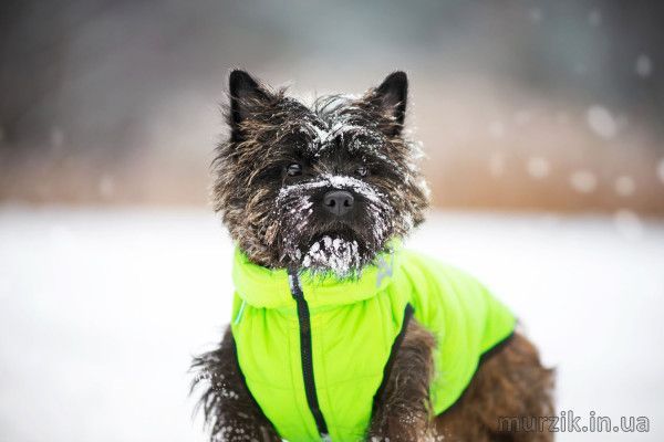 Курточка для собак Collar AiryVest, двусторонняя, S30, желто-cалатовая 41494727 фото