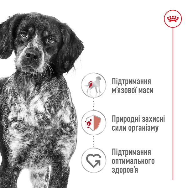 Сухой корм для собак средних пород Royal Canin (Роял Канин) Medium Adult 15 кг. 3004150 фото